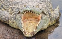 8: Capitan Dialo the biggest crocodile in Yamusukro
